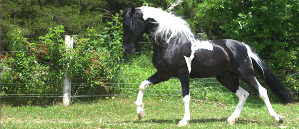 McNatt Stallion photo